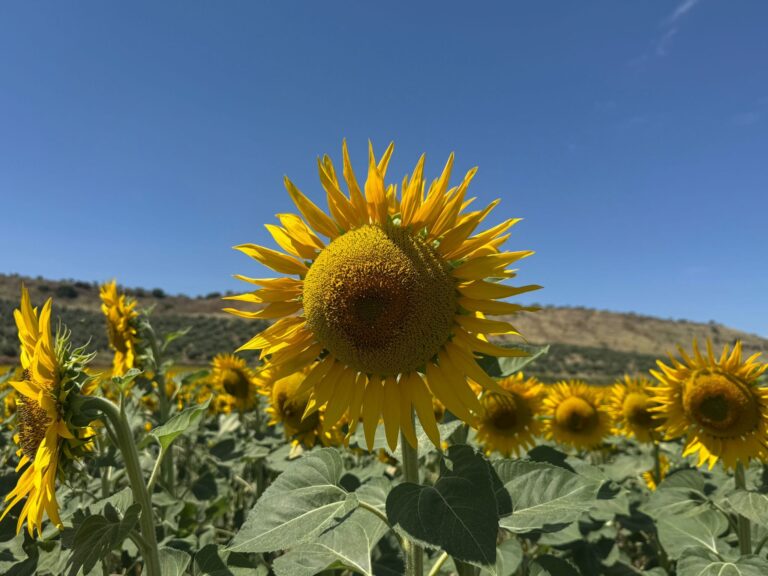 El olivar de Jaén va un mes adelantado y el calor castiga al cereal