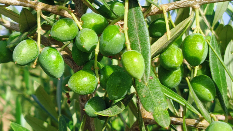 El informe agrario de Jaén apunta buena calidad en el ajo y menor rendimiento en cereza