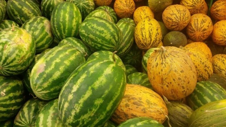 ASAJA Ciudad Real denuncia los primeros robos antes de la campaña de melón y sandía