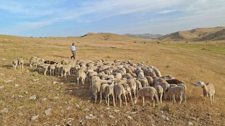 La UE reconoce que el ovino y caprino son clave para prevenir incendios y conservar la biodiversidad