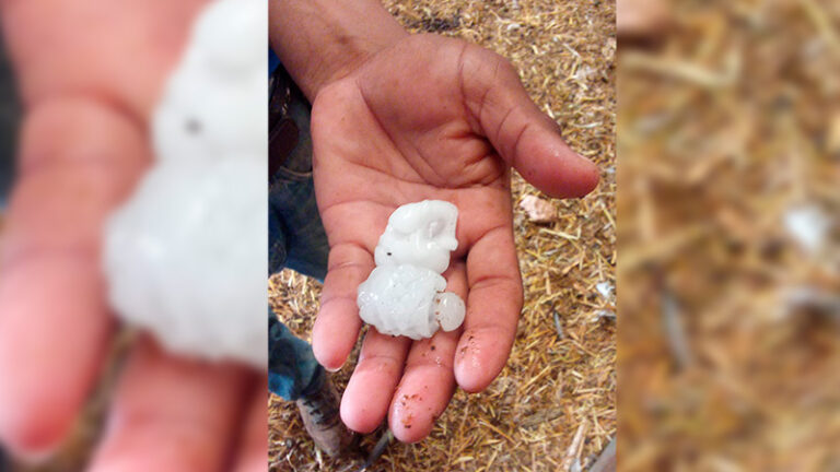 ASAJA Almería pide sumar el cereal granizado de Los Vélez a las ayudas del almendro