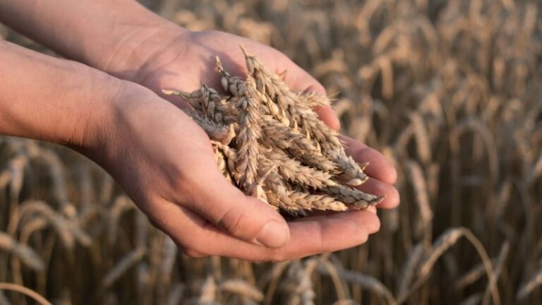 ASAJA recibe con optimismo la subida de los cereales aunque advierte de la volatilidad de los mercados