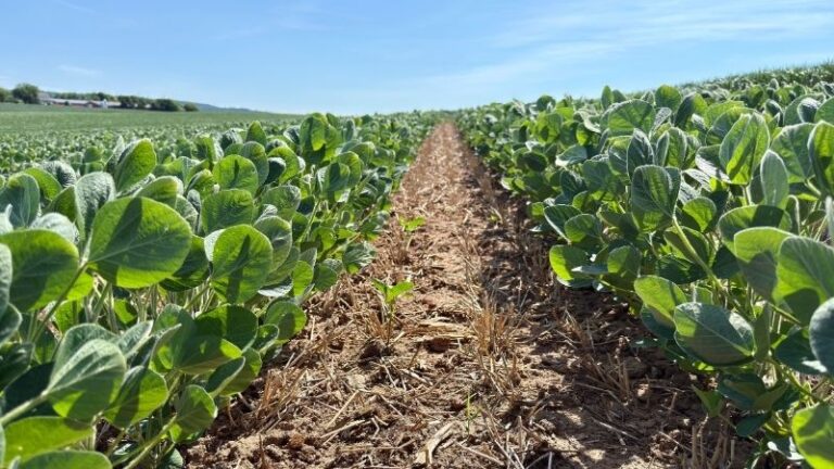 Aprobada la objeción al ILUC: los biocombustibles de la UE piden criterios regionalizados