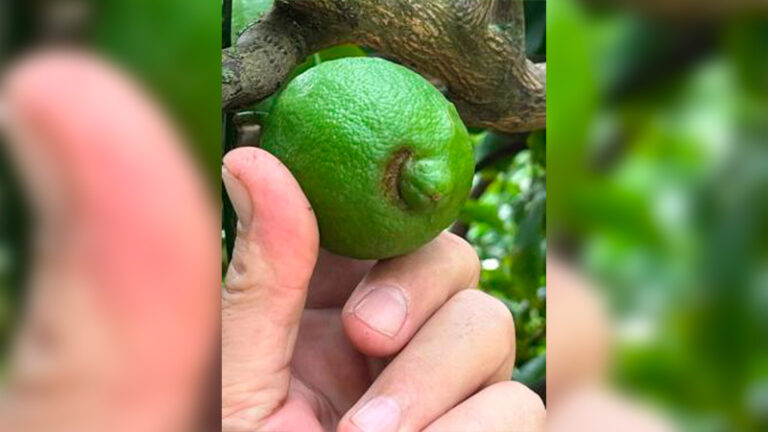 ASAJA Murcia exige al Ministerio de Agricultura un Plan Nacional de Sanidad Vegetal para frenar y erradicar las plagas que afectan a la agricultura española