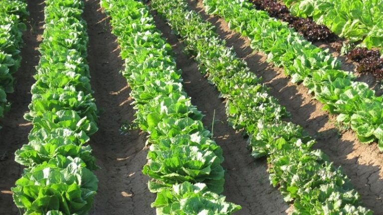 AVA-ASAJA pide al Gobierno ampliar el plazo de solicitud de las ayudas de fertilizantes