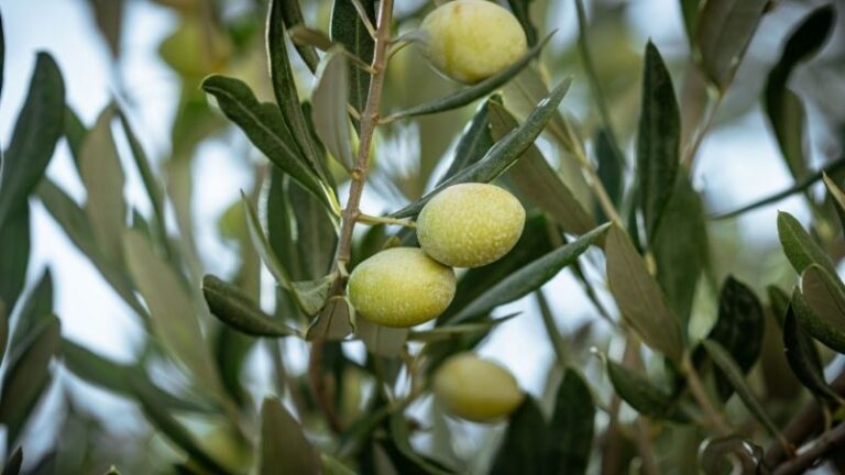 Las salidas de aceite de oliva apenas superan las 95.000  toneladas en julio, según los datos de la AICA