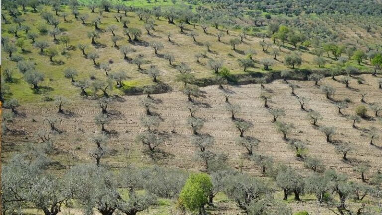 El mercado del aceite mantiene un fuerte ritmo de comercialización, pero el calor obliga a la prudencia sobre la próxima cosecha