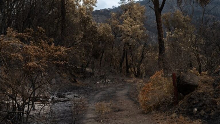 ASAJA-Huelva reclama medidas inmediatas tras los incendios del Andévalo