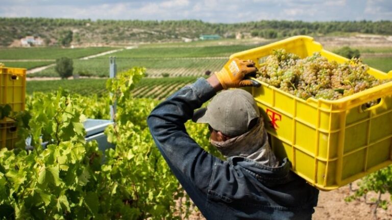 AVA-ASAJA alerta de una parálisis comercial de la uva valenciana a un mes de la vendimia