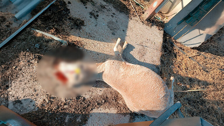 Un ataque de lobos deja seis ovejas muertas y otras seis gravemente heridas en Santa María de Sando