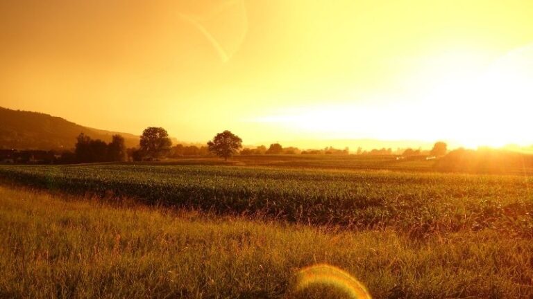 ASAJA Málaga recuerda que a pesar del anunciado descenso de las temperaturas no desaparece el riesgo del calor en el campo