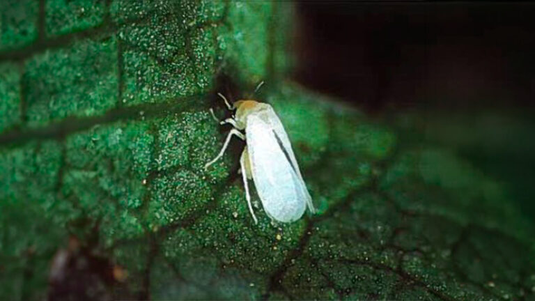 Mosca blanca en el algodón: cómo mantener la plaga bajo el umbral de daño