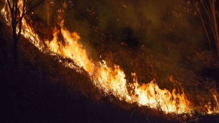 Los ganaderos de Toledo afectados por los incendios accedes a sus explotaciones con permisos especiales