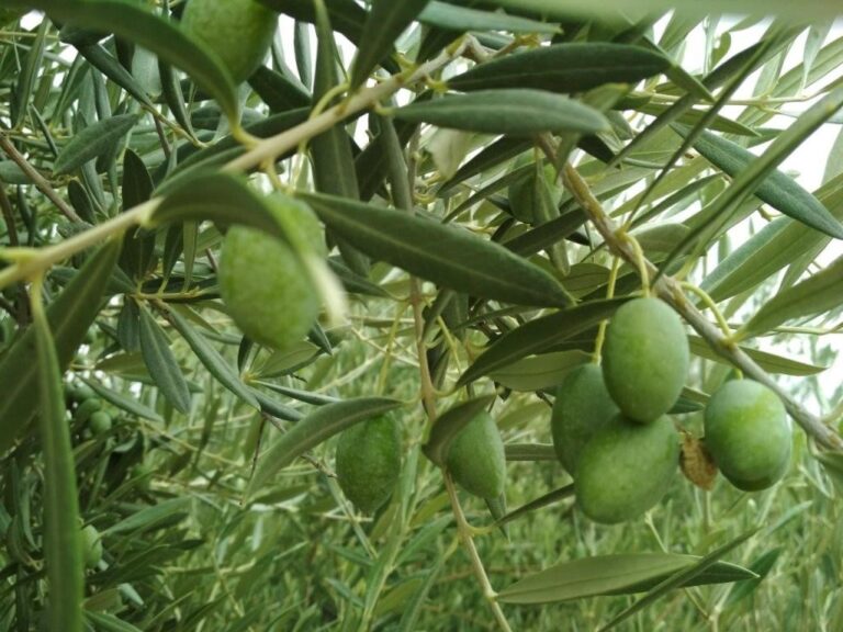 Cultivar carbono: la UE fija las metodologías que abren una nueva fuente de ingresos al campo