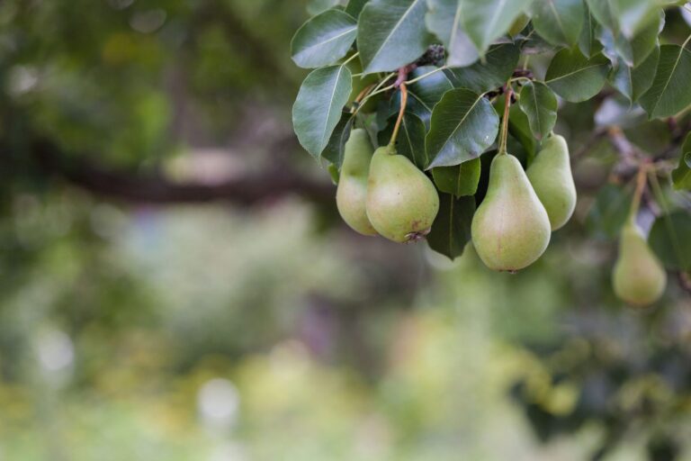 Contratación en la campaña de fruta: qué debe cumplir el empleador