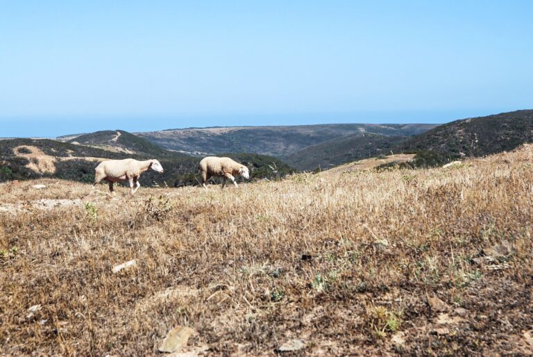 ASAJA-Jaén pide medidas urgentes de autoprotección frente a los incendios