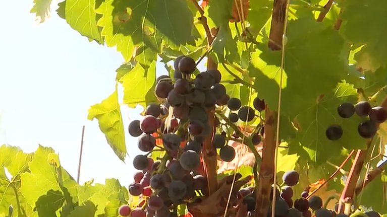 La vendimia se adelanta más de veinte días en la Comunidad de Madrid por las altas temperaturas