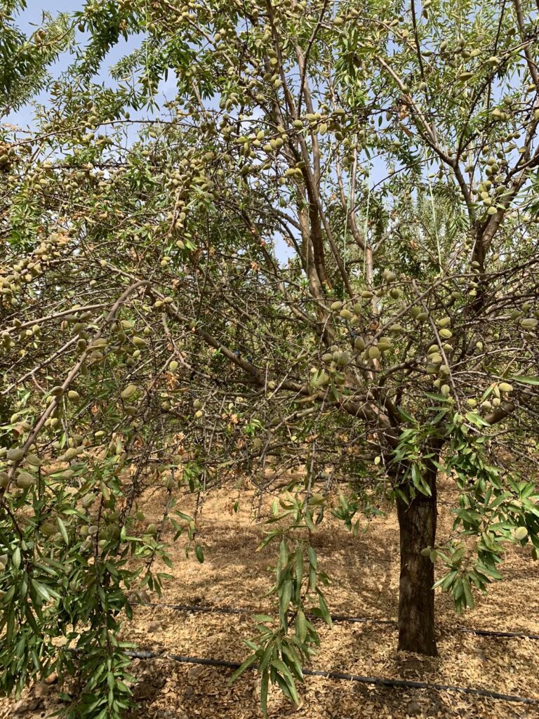 Comienza en Córdoba la recogida de la almendra con una producción menor de la prevista por el impacto de la araña roja