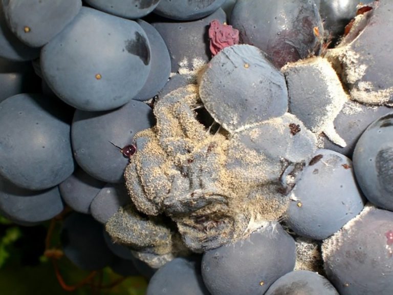 El error que puede arruinar la fermentación de los mostos en Utiel-Requena