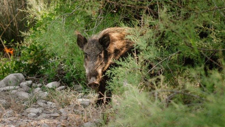 Segunda semana consecutiva sin nuevos casos de peste porcina africana en jabalíes silvestres en Cataluña