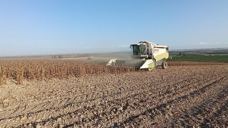 ASAJA Córdoba destaca la mejora de la calidad del girasol esta campaña, aunque los rendimientos no alcanzan las expectativas