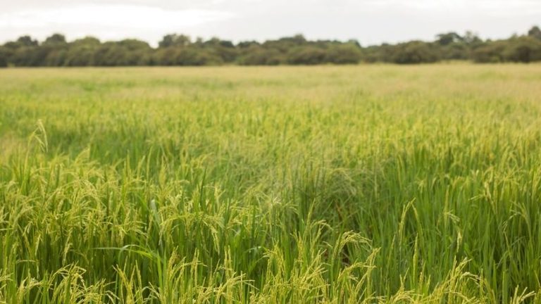 Arroz, cítricos y olivo: las recomendaciones de tratamiento para septiembre