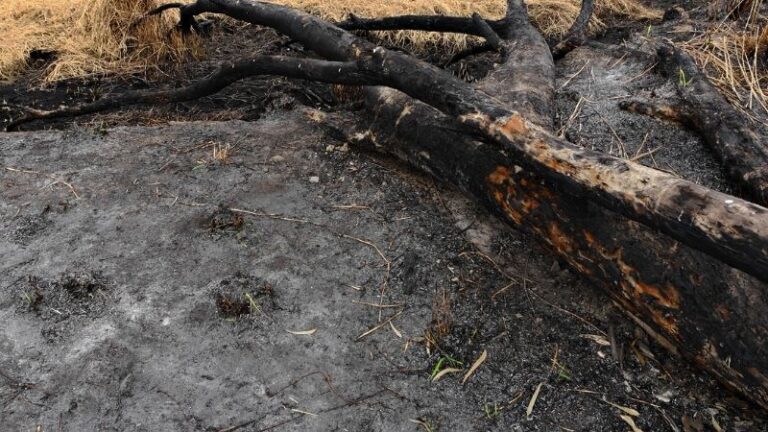 ASAJA Aragón pedirá a Medio Ambiente que facilite la retirada de la madera quemada de los campos afectados por los incendios