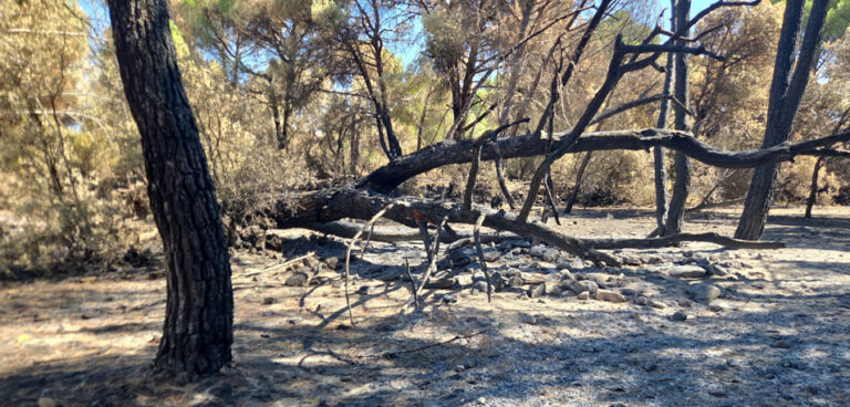 ASAJA Toledo reclama ayudas urgentes para todas las explotaciones afectadas por los incendios