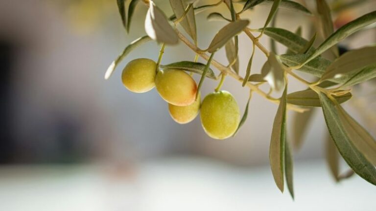 La UE registra la nueva DOP Aceite de las Sierras Espadán y Calderona