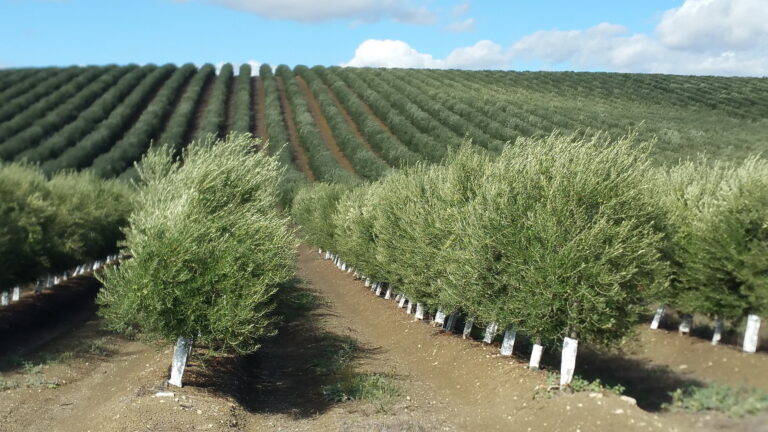 ASAJA-Andalucía reclama el restablecimiento urgente de la recolección nocturna en el olivar en seto