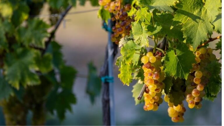 ASAJA Málaga alerta de pérdidas de hasta el 40% en la campaña de uva moscatel de la Axarquía por las altas temperaturas