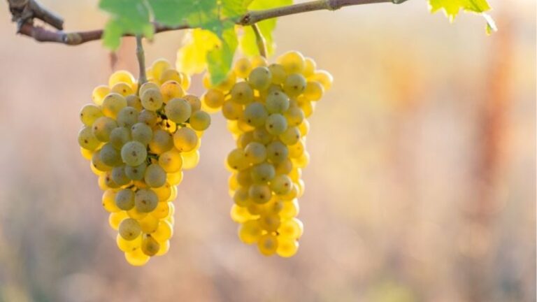ARAG-ASAJA reclama precios justos para la uva y apela a la responsabilidad de las bodegas ante el inicio de la vendimia 2026