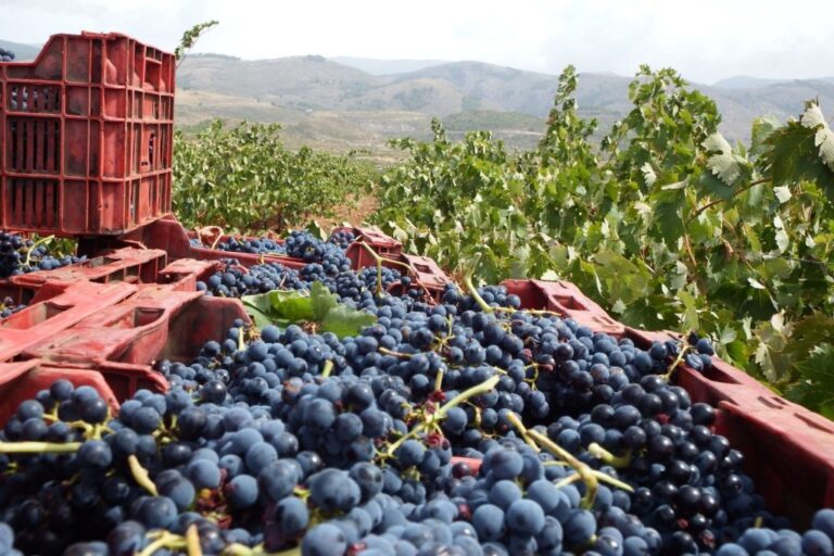 ASAJA Almería prevé una vendimia con un ligero incremento de producción y una uva de excelente calidad en la Alpujarra