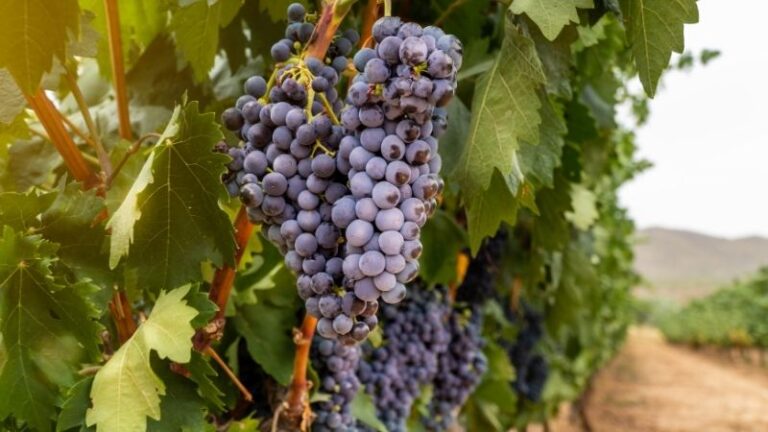 ASAJA-ARAG exige ampliar el plazo para ajustar las expectativas productivas y denuncia que el viticultor vuelve a asumir los sacrificios en Rioja