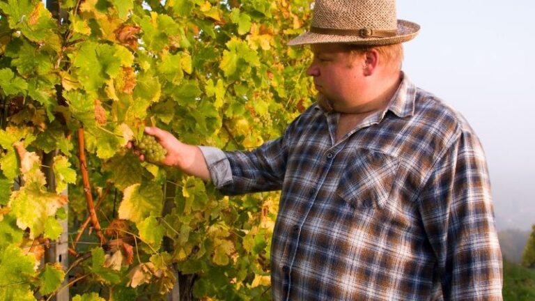 ASAJA Castilla y León vaticina una campaña difícil para la comercialización de la uva y exige el cumplimiento de la Ley de la Cadena Alimentaria