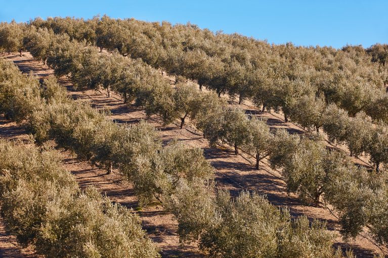 Nace GO Arko, la herramienta digital que aplica inteligencia artificial al riego del olivar, el almendro y el pistacho