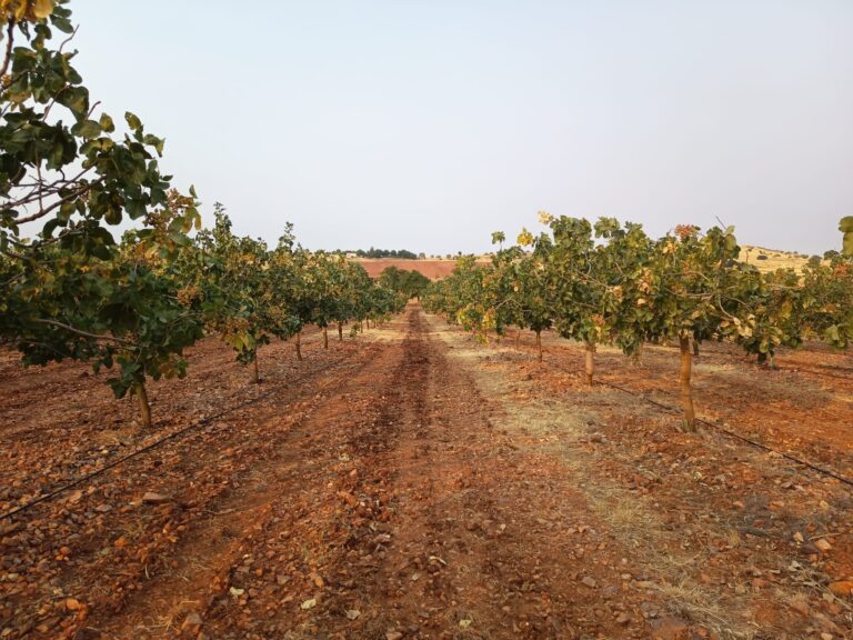 ASAJA Ciudad Real defiende una tendencia alcista del precio del pistacho para este año