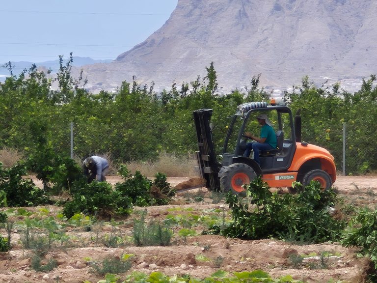 ASAJA Alicante exige al Gobierno un Plan Nacional de Actuación contra la expansión de la Clorosis Nervial Amarilla en cítricos