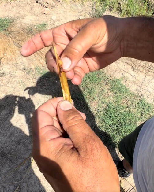 AVA-ASAJA constata pérdidas de hasta el 34% por el ‘cucat’ en los arrozales de la Albufera
