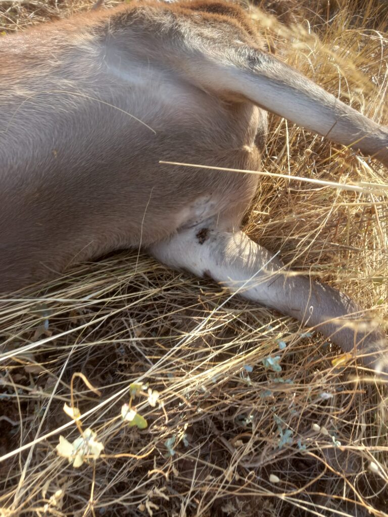 AVA-ASAJA alerta del problema de salud pública que provoca el aumento de garrapatas en el campo