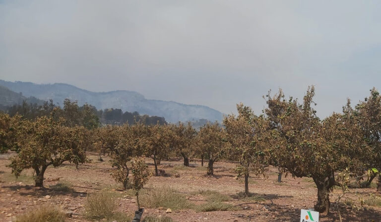 AVA-ASAJA estima en hasta 40 millones de euros los daños agrarios provocados por el incendio de Castellón
