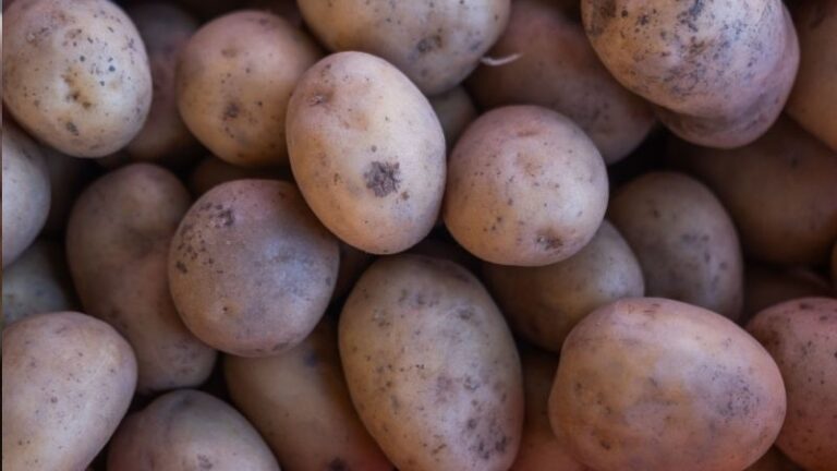 Los costes del cultivo de la patata rondan los 10.000 euros por hectárea