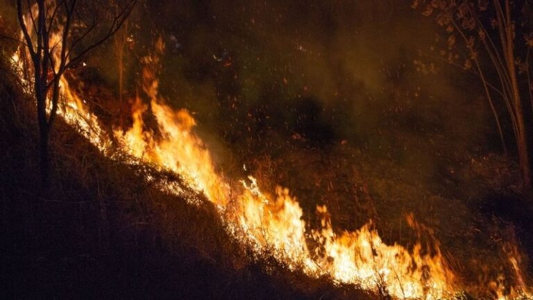 ASAJA-Huelva propone una revisión urgente de la política forestal tras los incendios acaecidos en Huelva desde principios de verano