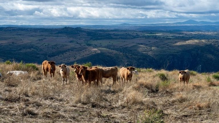 ASAJA desea que las lluvias den un respiro a la ganadería de montaña, que se ha quedado sin pastos por la sequía