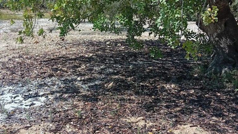 AVA-ASAJA pide a la industria preferencia y precios dignos en la nueva campaña de algarroba