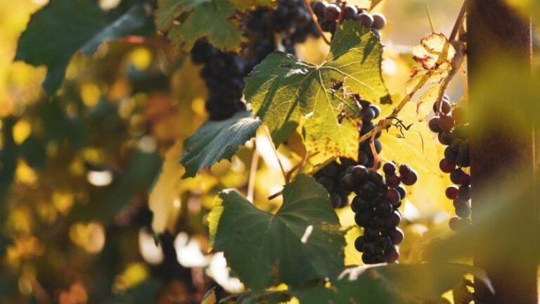 ASAJA Ciudad Real exige poner fin al uso del vino, el aceite o el melón como productos reclamo en las grandes superficies