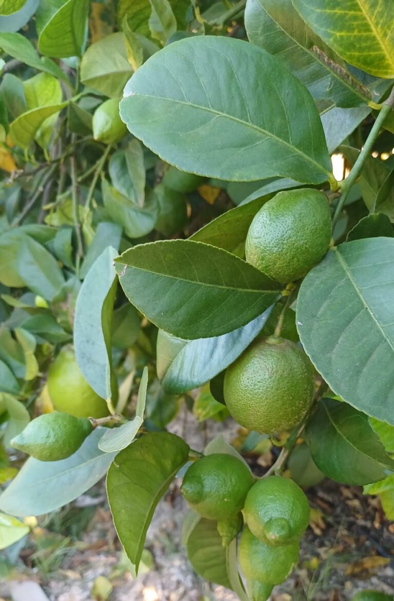 ASAJA prevé que la producción de limón en Alicante aumente entre un 5% y un 10% en la campaña 2026/2027