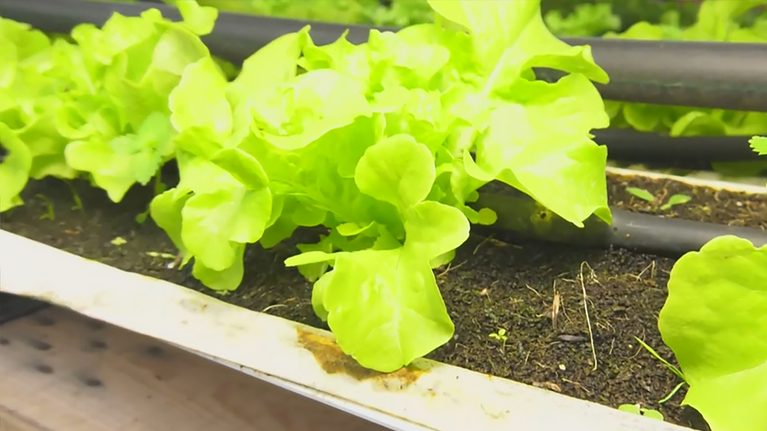 La Comunidad de Madrid es la segunda región con más operaciones del programa Agroinnpulso