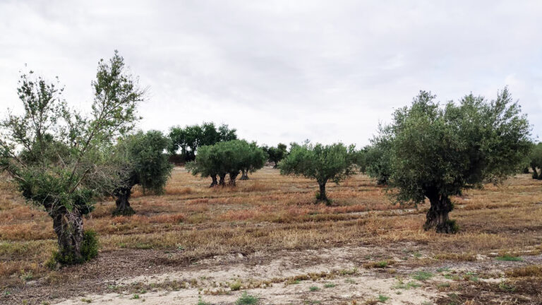 ASAJA Madrid acerca a Estremera las claves para asegurar la rentabilidad del olivar y los herbáceos