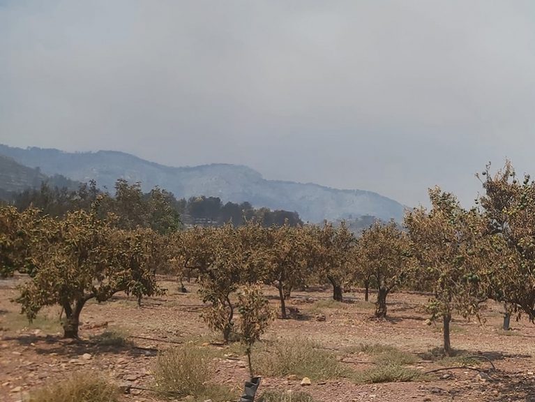 AVA-ASAJA estima que los daños agrarios del incendio de Castellón rondan los 40 millones